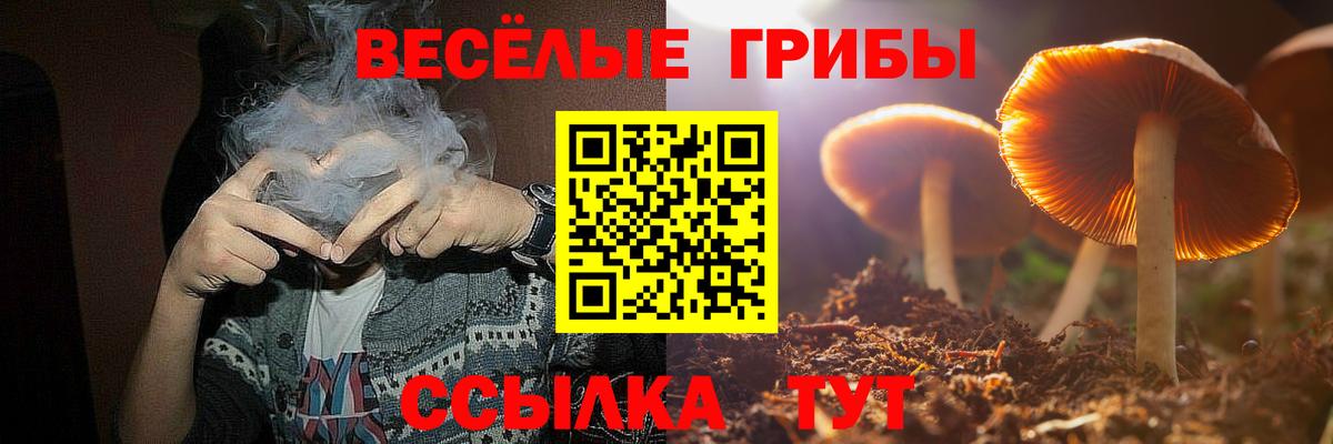 Псилоцибиновые грибы Psilocybe Ноябрьск